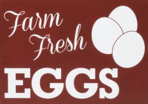 Eggs For Sale